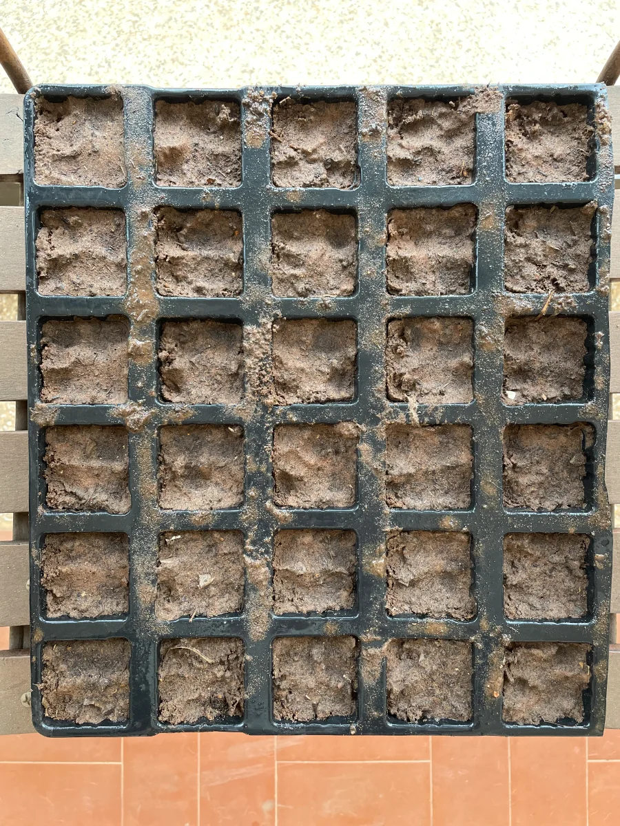 Plaque de semis de 30 papayers