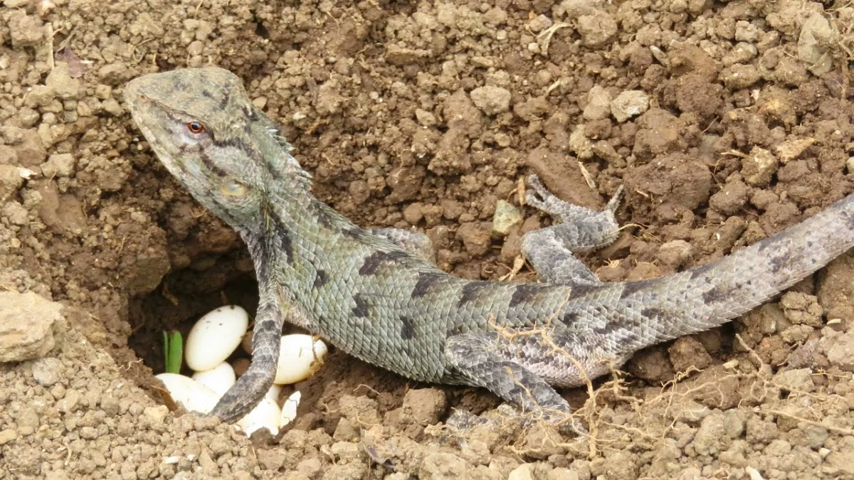 Ponte lézard femelle