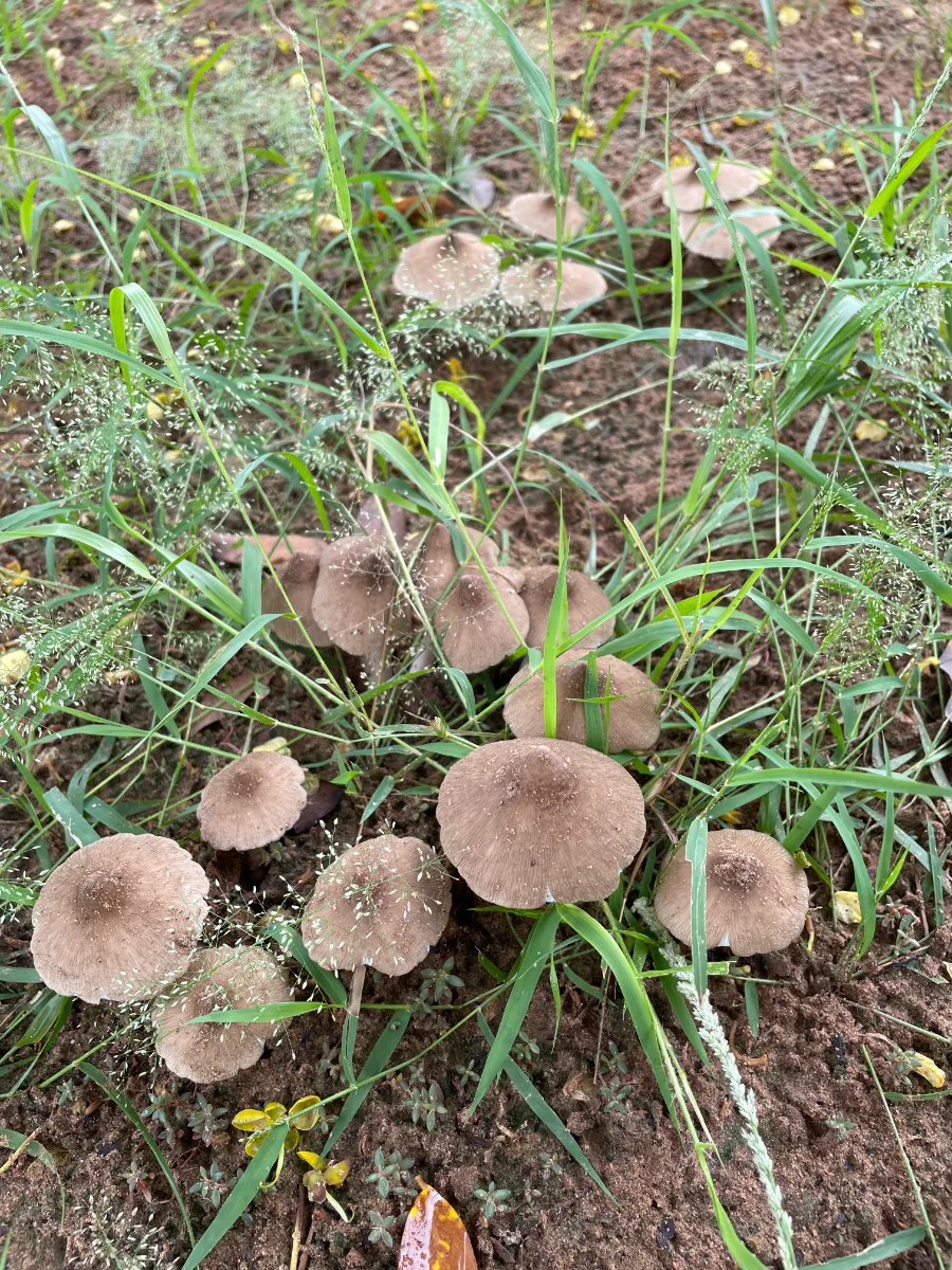 Poussée de champignons inconnus