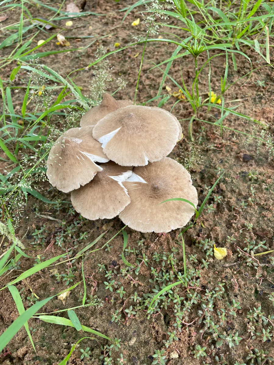 Poussée de champignons inconnus
