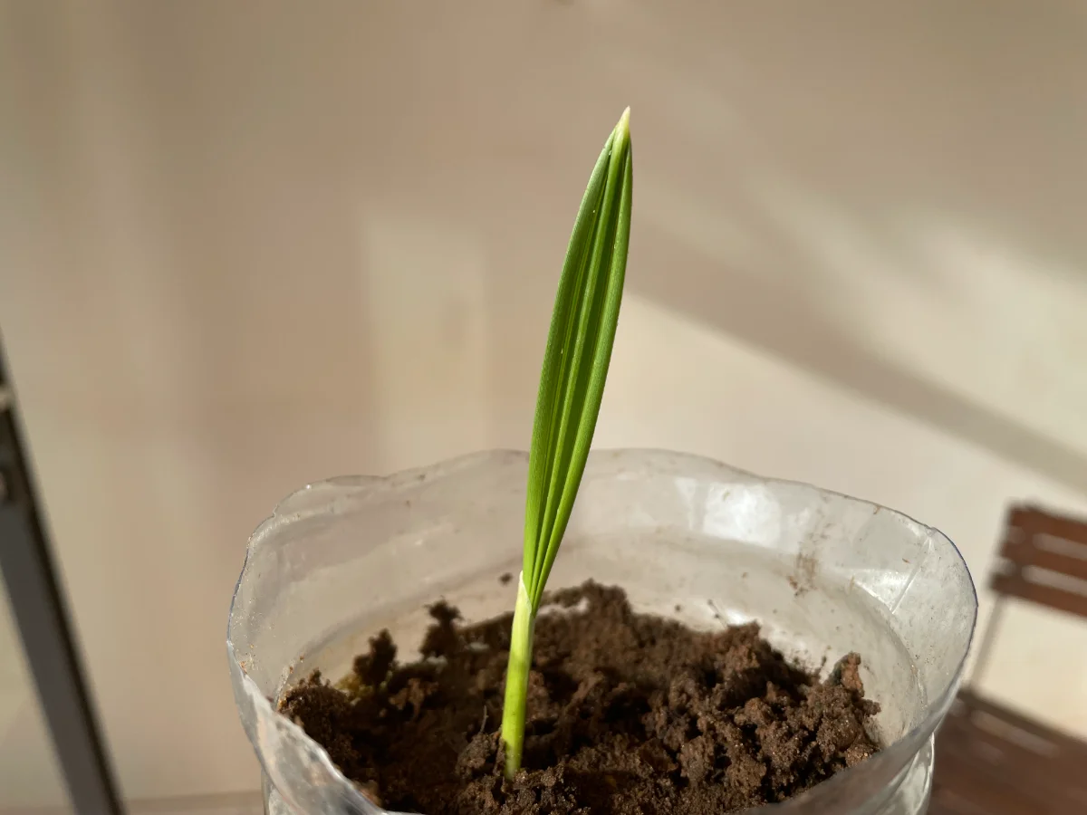 Première vraie feuille du palmier dattier