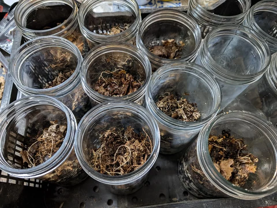 Préparation du milieu de culture IPMO