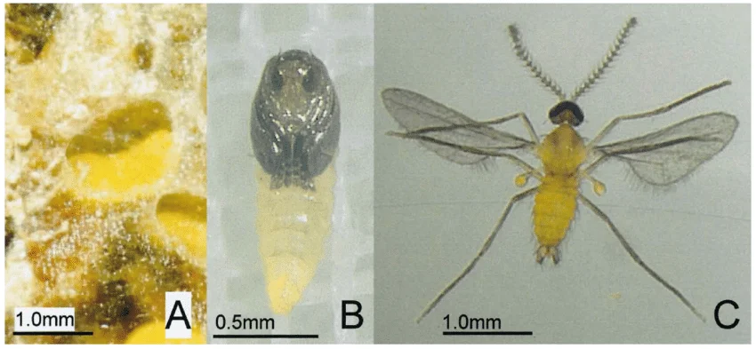Procontarinia mangiferae