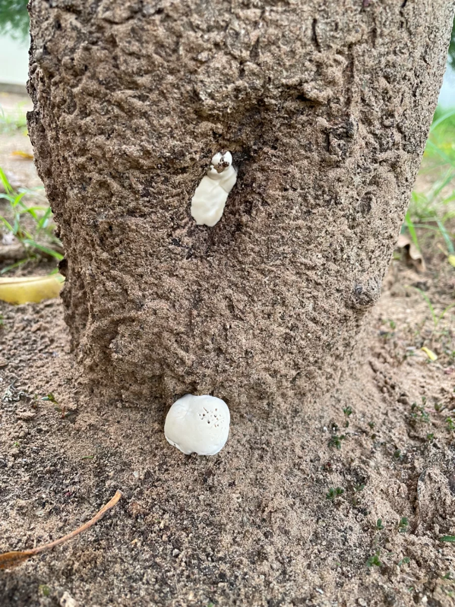 Repousse du champignon parasite (Fomitopsis pinicola ?)