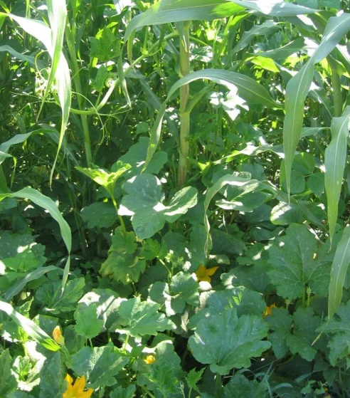 Technique Milpa "les trois soeurs"