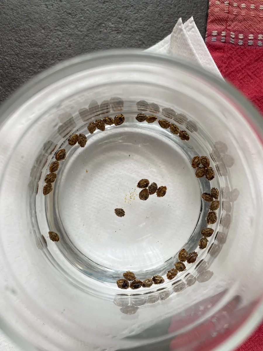 Trempage des graines de papayes pendant 24 heures