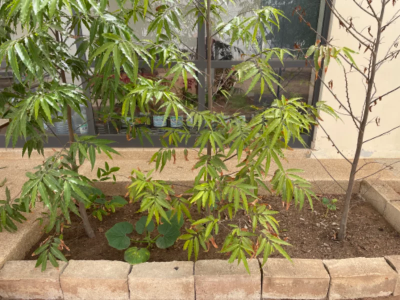 Un arbuste mal en point