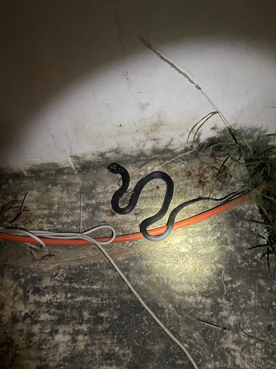 Un cobra dans le jardin