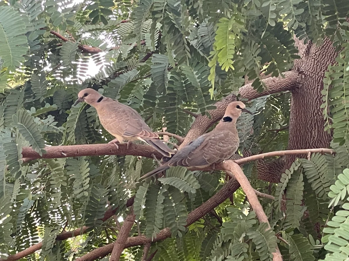 Un couple de tourterelles maillées, Sénégal