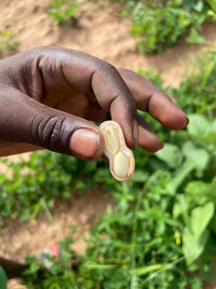 Une arachide en cours de maturation