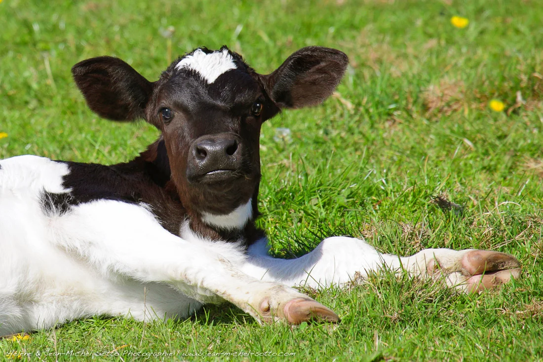 Veau Prim'holstein