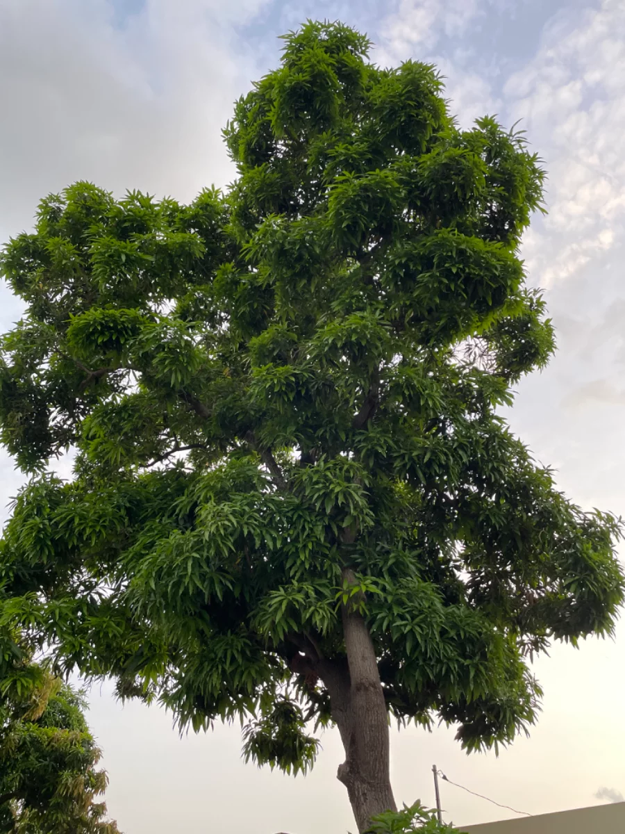 Vieux manguier, jeune feuillage