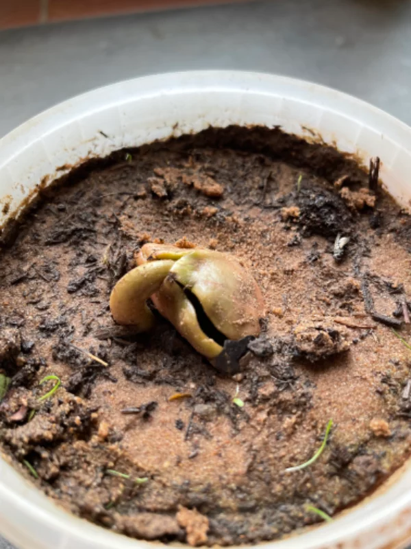 PermaForo - Un fruit inconnu... pour l'instant (petit détar)