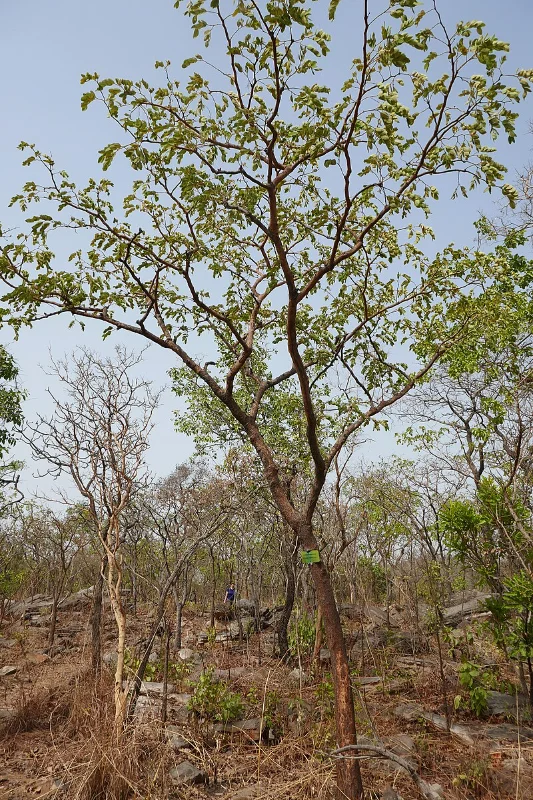 PermaForo - Un fruit inconnu... pour l'instant (petit détar)